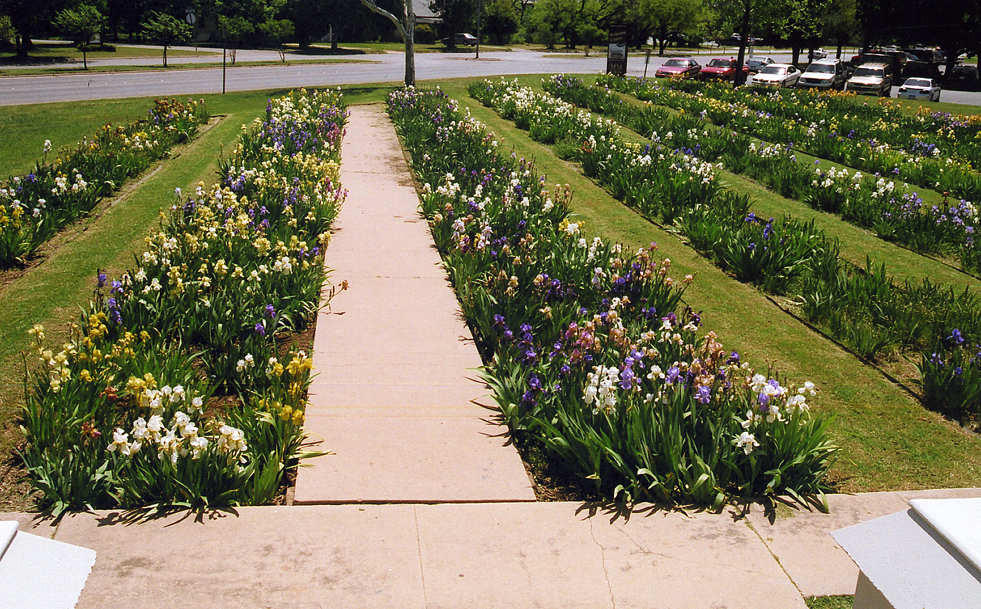 Iris Garden facing Sayles 1990s