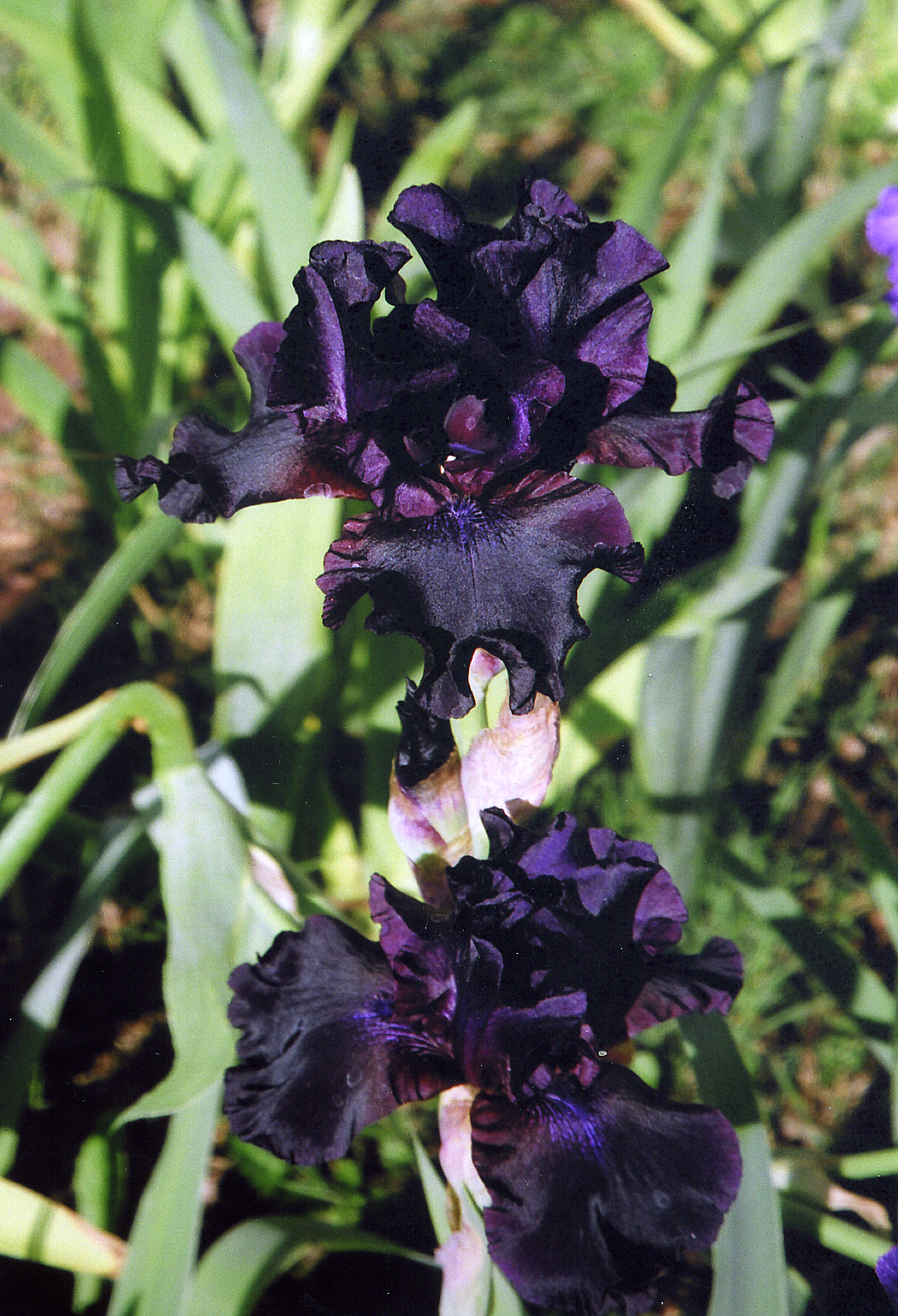 Iris Garden purple blooms 1990s