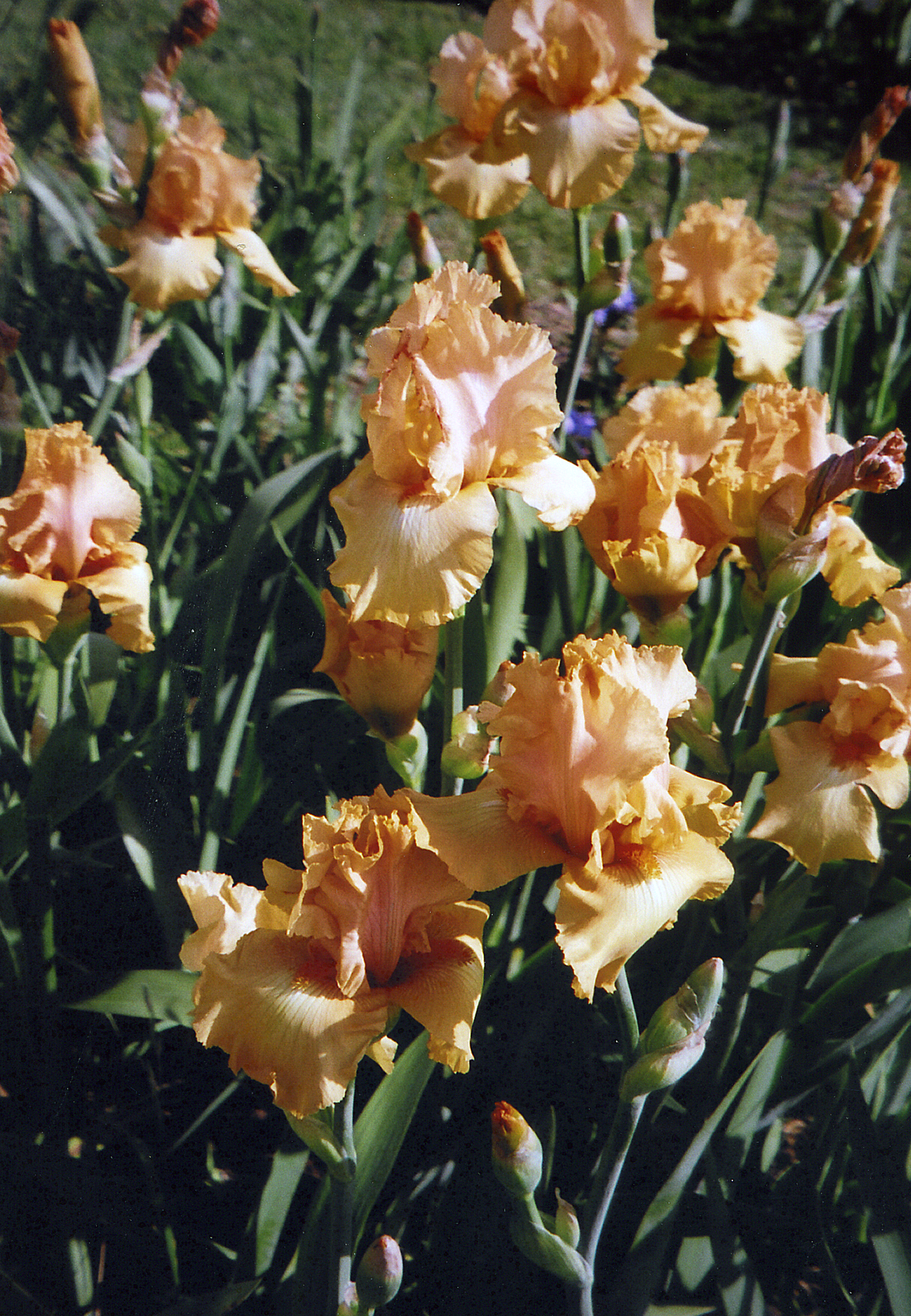 Iris Garden yellow blooms 1990s