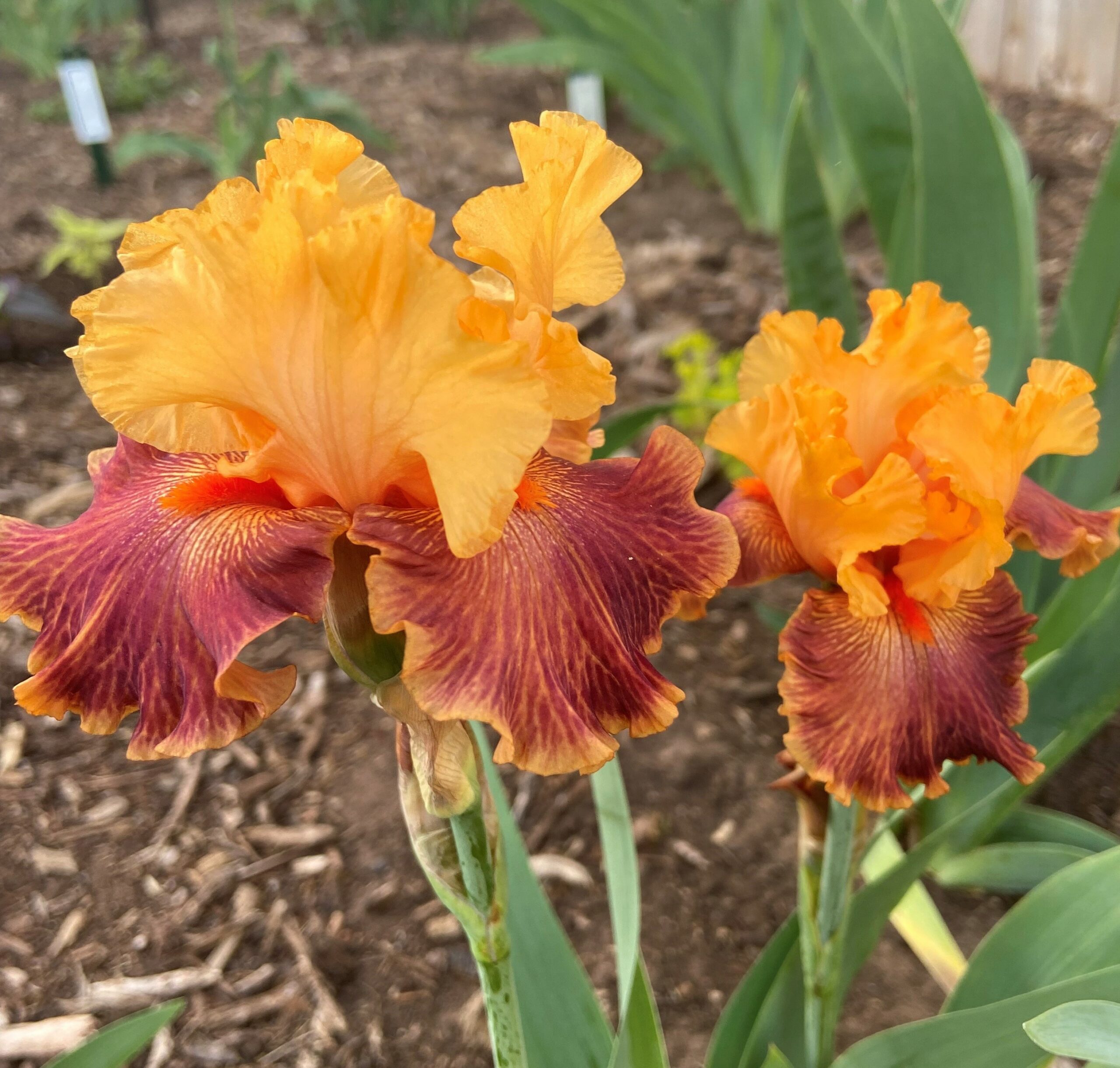 Centennial Iris Garden Dedication